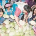 高麗菜價爆跌：智邦科技訂兩千台斤助農