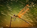 全球攝影大賽獲獎作品