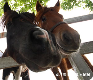 瑞穗牧場