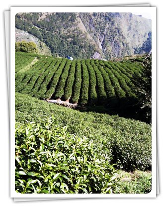 品圓製茶廠 : 探索台灣優質茶文化 
