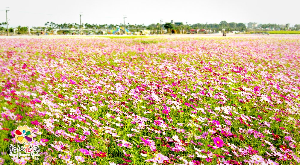 2012新社花海——新花讚Fun 好農情