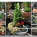 [台北]社子花市-台北花卉村