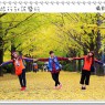 日本 國營昭和紀念公園 地表最浪漫的金黃銀杏小徑 黃葉最盛期登場囉 彷彿仙境的黃澄澄黃金隧道 夢幻幸福指數破表啦 (11/7~11/23黃葉開催 11/14花況即時報導)