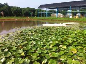 九斗休閒農場(2012桃園蓮花季)