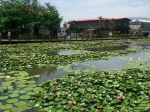 正隆休閒農場(2012桃園蓮花季)