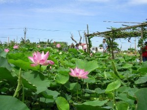 水蓮之鄉休閒蓮園(2012桃園蓮花季)