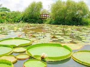 莫內的花園(2012桃園蓮花季)