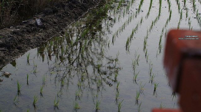 20120327、28高美濕地