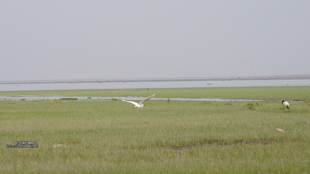 20120327、28高美濕地