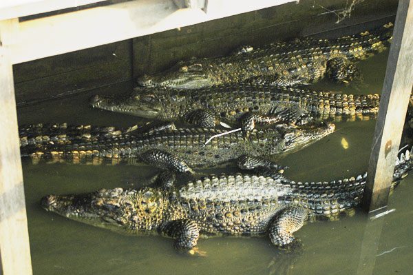 < 水上商場飼養的鱷魚 >