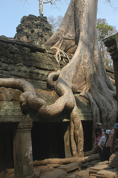蛇樹的盤纏糾結與厚實的塔普倫寺和平共生