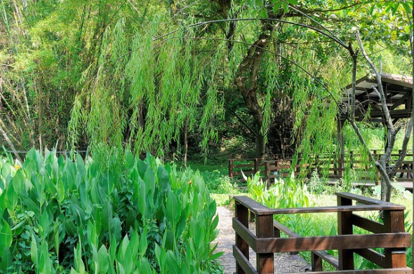 小琉球碧雲寺竹林生態池