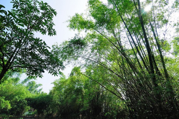 小琉球碧雲寺竹林生態池